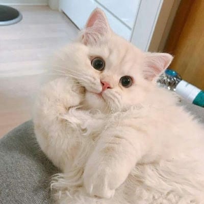 Budi Santoso avatar